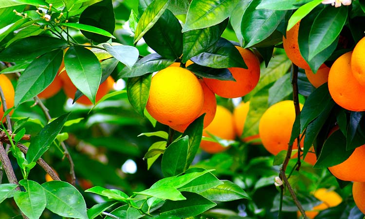 contacto cítricos y fruta de hueso al por mayor