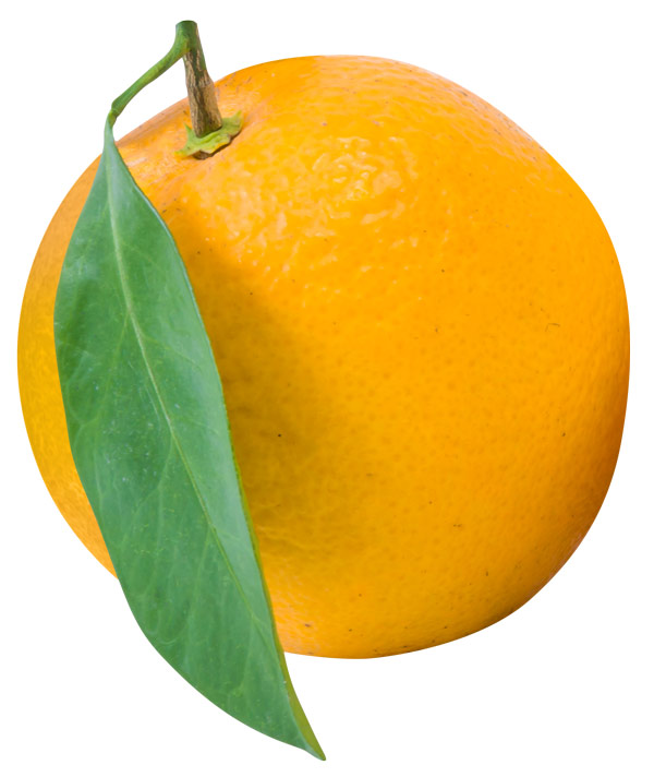 Naranjas frescas de Frucisol, proveedor de cítricos en España